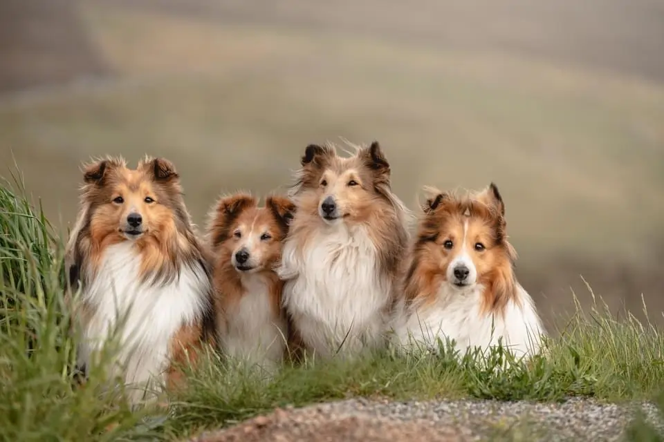 four-shelties-shetland-guided-tours