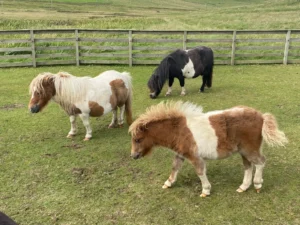 scalloway-ponies